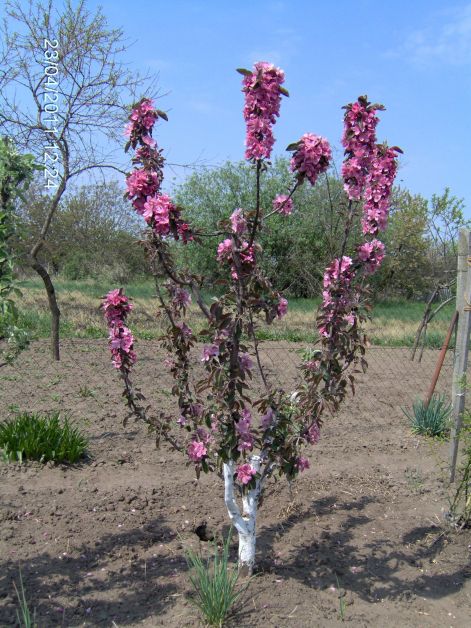 pirosalma.jpg